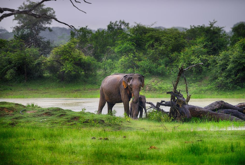 Galle/Unawatuna/Weligama/Mirissa: Yala National Park Safari - Yala is more than big cats: birds, butterflies, and the “other wildlife” day