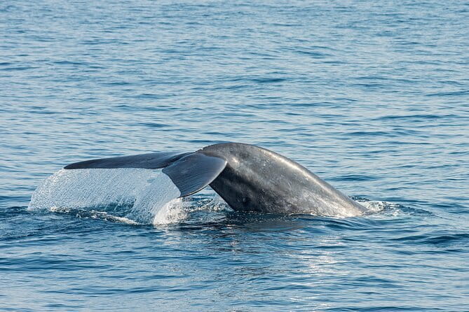 Great Whales Education Programe Dolphins and Whales are in SL - Great Whales at a Glance: What You’re Really Booking