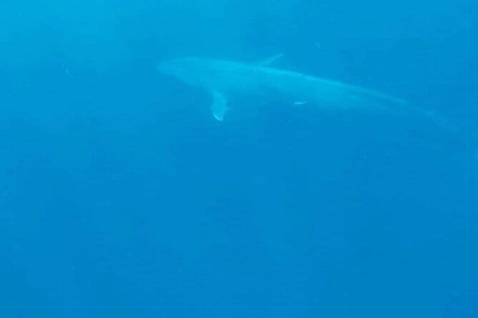Great Whales Education Programe Dolphins and Whales are in SL - What Great Whales Is, and Why It Feels Like a Smart Day Plan