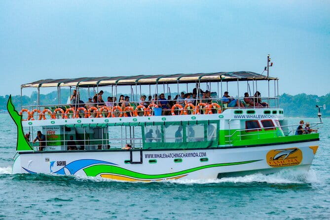 Great Whales Education Programe Dolphins and Whales are in SL - How to Book and When You Should Go
