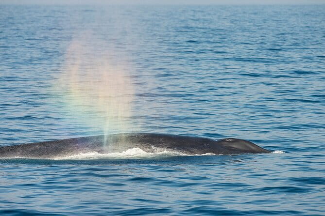 Great Whales Education Programe Dolphins and Whales are in SL - Meet Ms. A.H. Deepika Kumari: The Guide Behind the Session