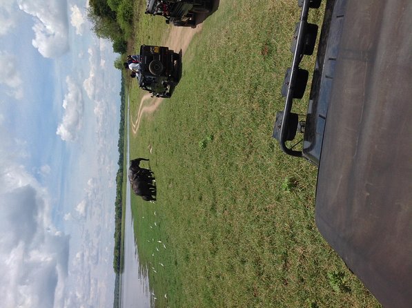 Half Day - Minneriya National Park Safari Tour From Habarana/Sigiriya - Why Minneriya’s elephant gatherings matter for a half-day safari