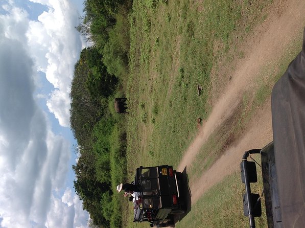 Half Day - Minneriya National Park Safari Tour From Habarana/Sigiriya - The 4-hour rhythm: what you should expect on the day