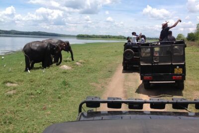 Half Day - Minneriya National Park Safari Tour From Habarana/Sigiriya - Inside Minneriya: what “close-up” usually means in practice