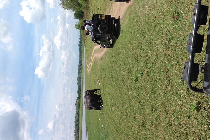 Half Day - Minneriya National Park Safari Tour From Habarana/Sigiriya - Who this half-day Minneriya safari is best for