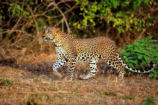 Half Day Safari at Yala National Park with Lunch - Key things that make this safari work