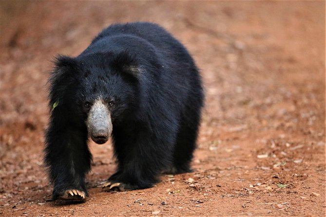 Half Day Safari at Yala National Park with Lunch - Yala National Park: why this safari is worth the early alarm