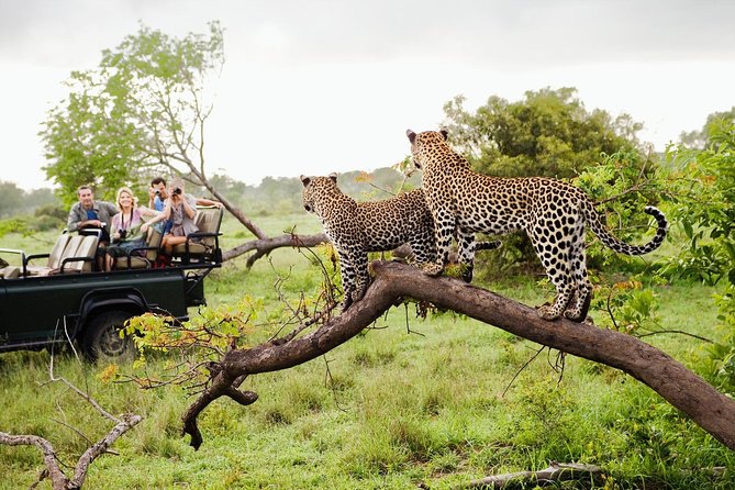 Half Day Safari at Yala National Park with Lunch - Wildlife spotting in Yala: what’s realistic and what to enjoy anyway