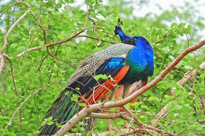 Half Day Safari at Yala National Park with Lunch - Stop-by-stop: what your day actually looks like