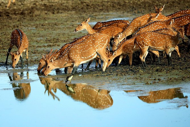 Half Day Safari at Yala National Park with Lunch - Lunch included: practical comfort after hours of scanning