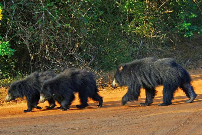 Half Day Safari at Yala National Park with Lunch - What to pack (and why your passport matters here)