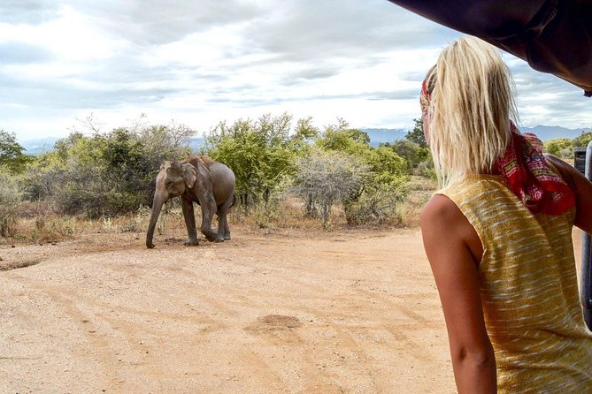 Half Day Udawalawe Safari (Entrance + Lunch) - Expect elephants, plus the “wait, what was that?” moments