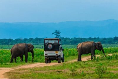 Half Day Udawalawe Safari (Entrance + Lunch) - The 6:00 AM Galle pickup: the part that makes or breaks your day