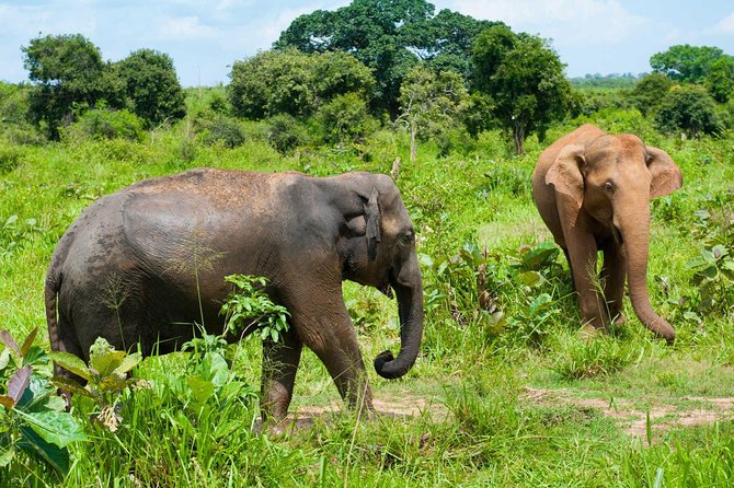 Half Day Udawalawe Safari (Entrance + Lunch) - Private tour value: personal attention without the big-group feel