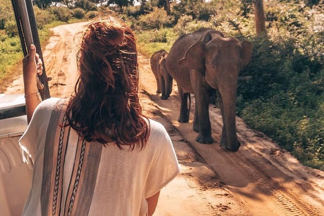 Half Day Udawalawe Safari (Entrance + Lunch) - Price and value: why $152 can make sense for this specific day