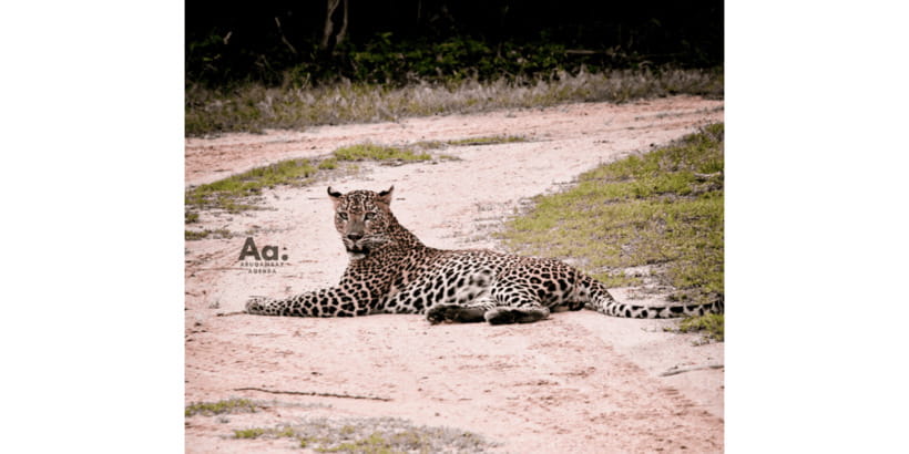 Half-Day Wild Safari in Yala National Park - Key things to know before your half-day Yala safari