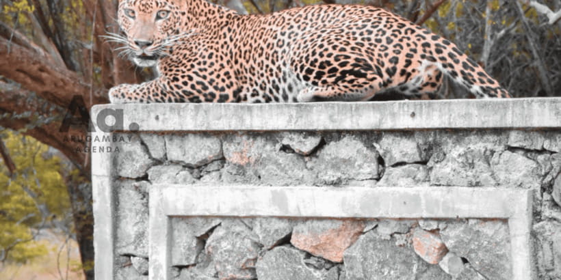 Half-Day Wild Safari in Yala National Park - Should you book this half-day Yala safari?