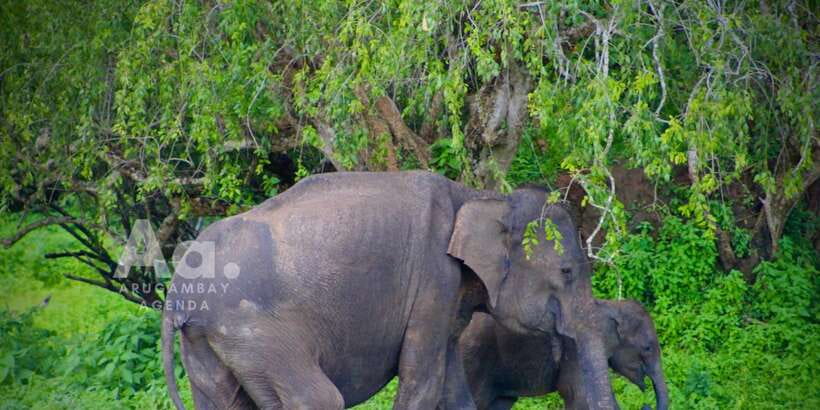 Half-Day Wild Safari in Yala National Park - Morning vs Evening: choosing the right session for Yala