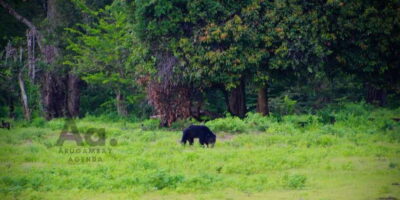 Half-Day Wild Safari in Yala National Park - Getting from Kotapola area to the park: pickup and the 45-minute run