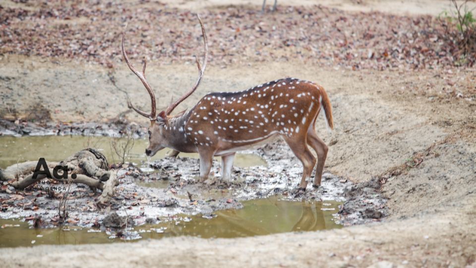 Half-Day Wild Safari in Yala National Park - The small comforts that actually matter: king coconut, binoculars, and a private vehicle