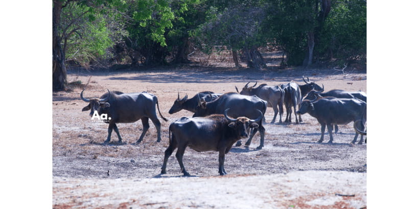 Half-Day Wild Safari in Yala National Park - Safety rules and who should skip this safari