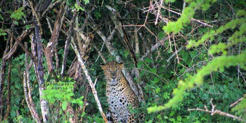 Half-Day Wild Safari in Yala National Park - A note on the operator: Arugambay Agenda and real-world coordination