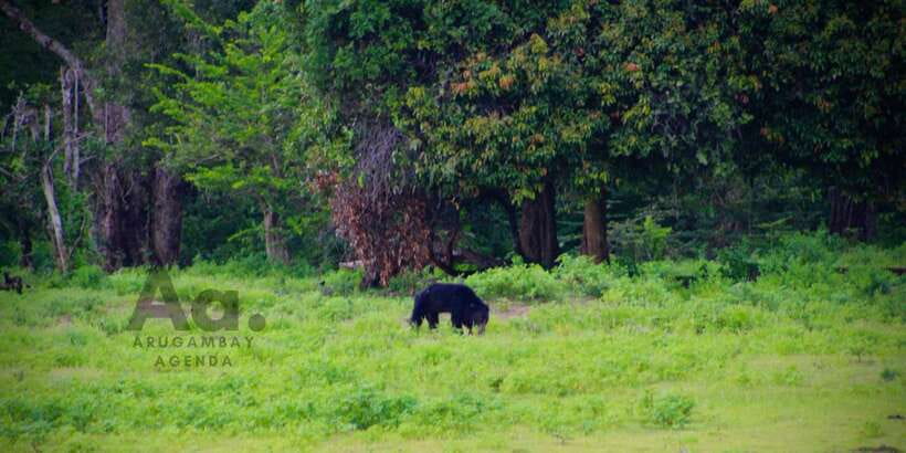 Half-Day Wild Safari in Yala National Park - Getting from Kotapola area to the park: pickup and the 45-minute run