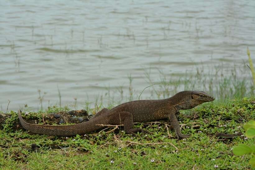 Hambantota Shore Excursion: Village and Cultural tour - Key Things I’d Bet You’ll Enjoy