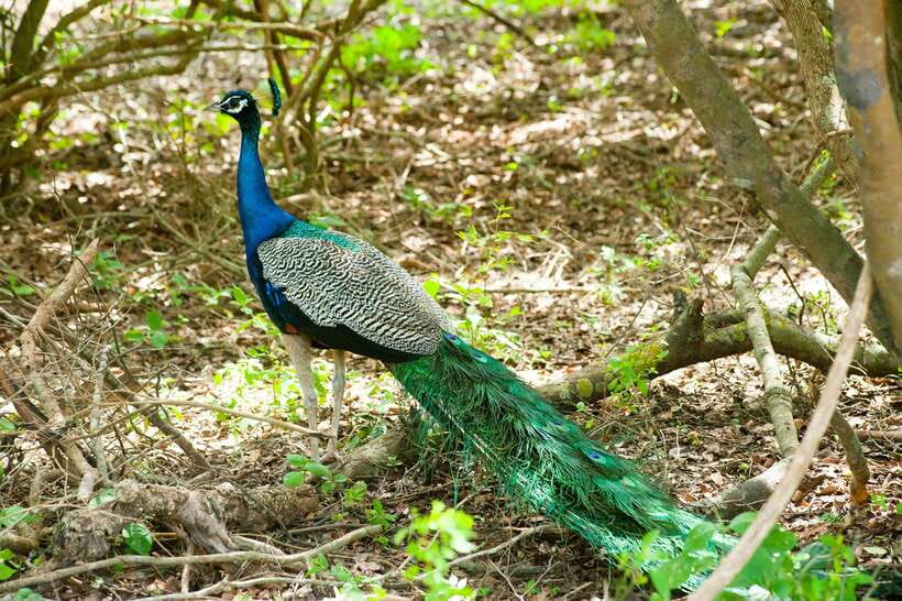 Hambantota Shore Excursion: Village and Cultural tour - Price and Value: Is $60 Worth 5 Hours?
