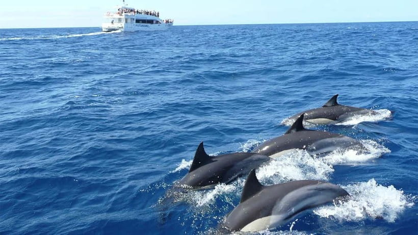 Hikkaduwa/Galle/Ahangama: Whale Watching Tour in Mirissa - Why Mirissa’s early departure matters