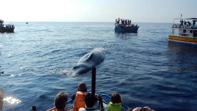 Hikkaduwa/Galle/Ahangama: Whale Watching Tour in Mirissa - On the boat: crew, safety gear, and real guidance