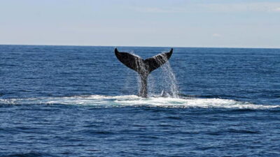 Hikkaduwa/Galle/Ahangama: Whale Watching Tour in Mirissa - Getting there: pickups from Hikkaduwa, Galle, and Ahangama