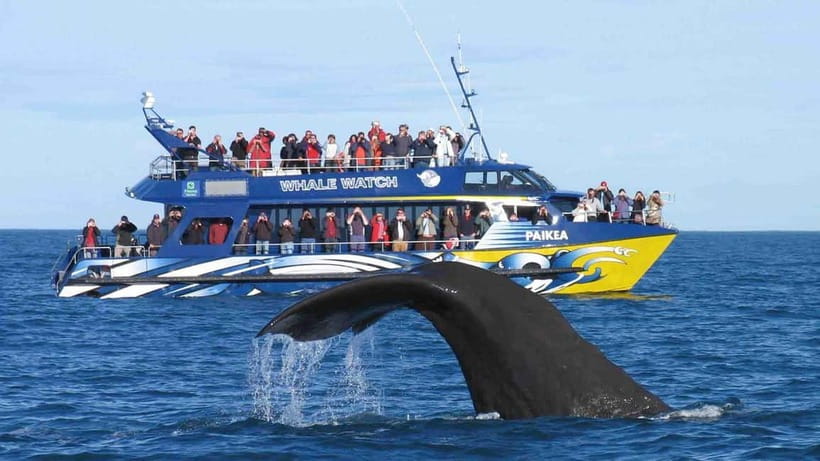 Hikkaduwa/Galle/Ahangama: Whale Watching Tour in Mirissa - What to bring (and how to be photo-ready)