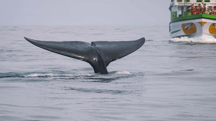 Hikkaduwa/Galle/Ahangama: Whale Watching Tour in Mirissa - How the 4–5 hours usually feels on your day