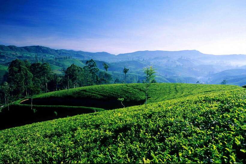 Hikkaduwa/Galle/Mirissa/Hiriketiya/Tangalle:Day Trip to ELLA - Tea Country Without Guesswork: Uva Halpewatte and Halpewaththa