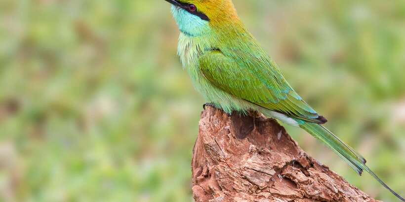 Hikkaduwa/Galle/Weligama/Mirissa/Tangalle: Yala Safari Tour - Quick hits before you plan
