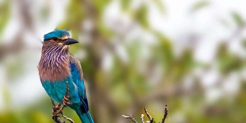 Hikkaduwa/Galle/Weligama/Mirissa/Tangalle: Yala Safari Tour - Who this safari tour is best for