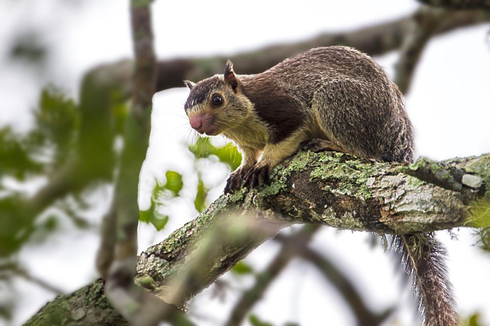 Hikkaduwa/Galle/Weligama/Mirissa: Yala National Park Safari - Safety and Your Comfort Check (Worth Doing)
