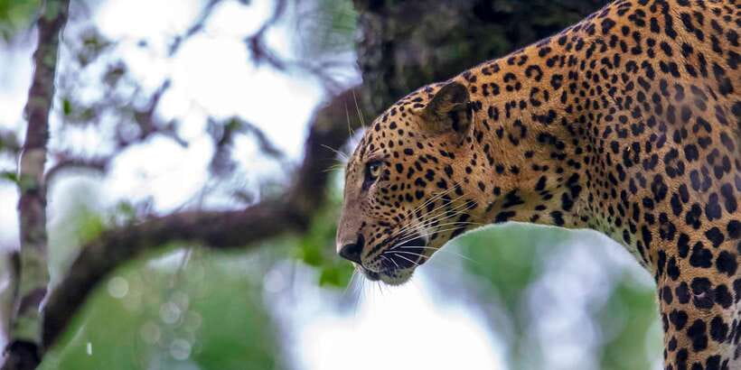 Hikkaduwa/Galle/Weligama/Mirissa: Yala National Park Safari - From Your Hotel to Kotapola: The Road Part Actually Matters