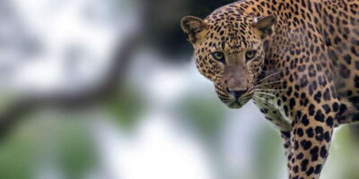 Hikkaduwa/Galle/Weligama/Mirissa: Yala National Park Safari - Entering Yala: What the Safari Drive Is Built For
