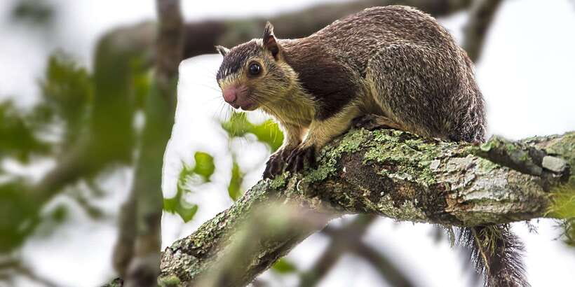 Hikkaduwa/Galle/Weligama/Mirissa: Yala National Park Safari - Why the Guide Helps More Than You Think