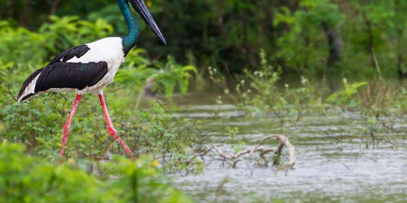 Hikkaduwa/Galle/Weligama/Mirissa: Yala National Park Safari - Price and Logistics: The Part That Needs Real Math