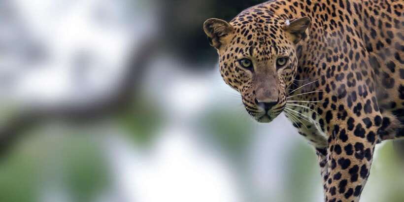 Hikkaduwa/Galle/Weligama/Mirissa: Yala National Park Safari - Entering Yala: What the Safari Drive Is Built For