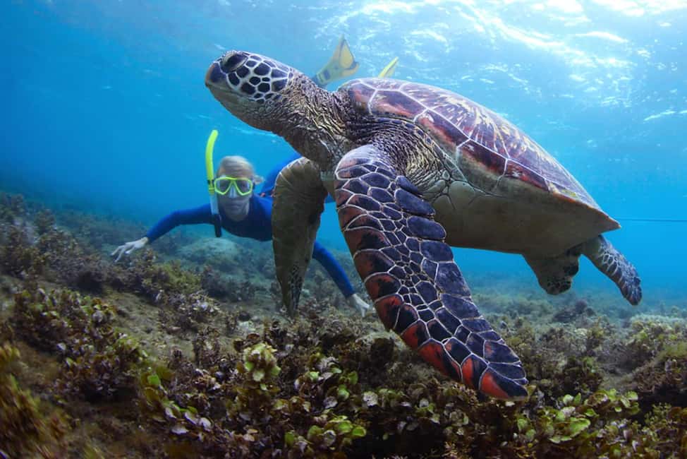 Hikkaduwa Snorkeling Tour: 2 Hours of Underwater Adventure - Key things to know before you go
