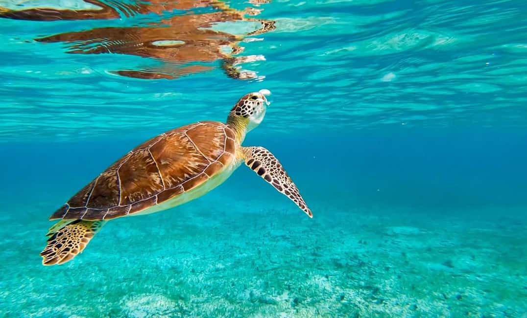 Hikkaduwa Snorkeling Tour: 2 Hours of Underwater Adventure - Who should book this tour (and who should skip it)