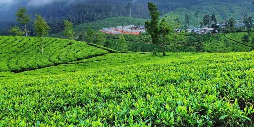 Horton plains: Discover real essence of central highland - Should you book this Horton Plains day trip?