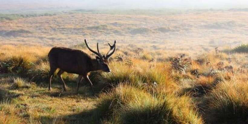 Horton plains: Discover real essence of central highland - Tea-country rhythm in Nuwara Eliya: factories, planters, lunch, and waterfalls