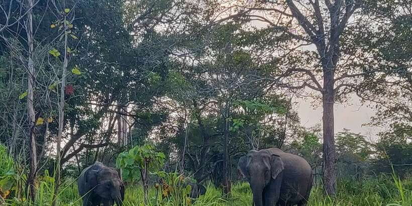 Hurulu Eco Park: 3-Hour Morning or Evening Safari - Hurulu Eco Park: The Elephant Migration Stop You Can Actually Do
