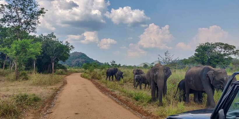 Hurulu Eco Park: 3-Hour Morning or Evening Safari - Jeep Comfort and Photo Angles: The Small Details That Change Everything