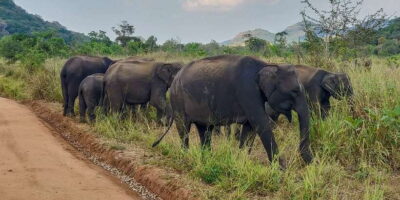 Hurulu Eco Park: 3-Hour Morning or Evening Safari - The 3-Hour Morning or Evening Safari Plan (and Why Timing Matters)